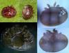 Varroa destructor
